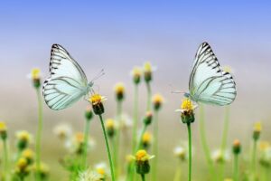Zwei Schmetterlinge sitzen sich auf Blüten gegenüber Iris Jahns